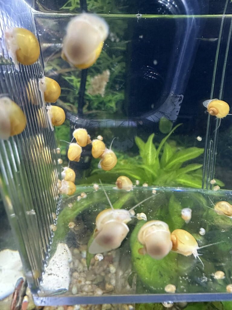 Mystery snail breeding