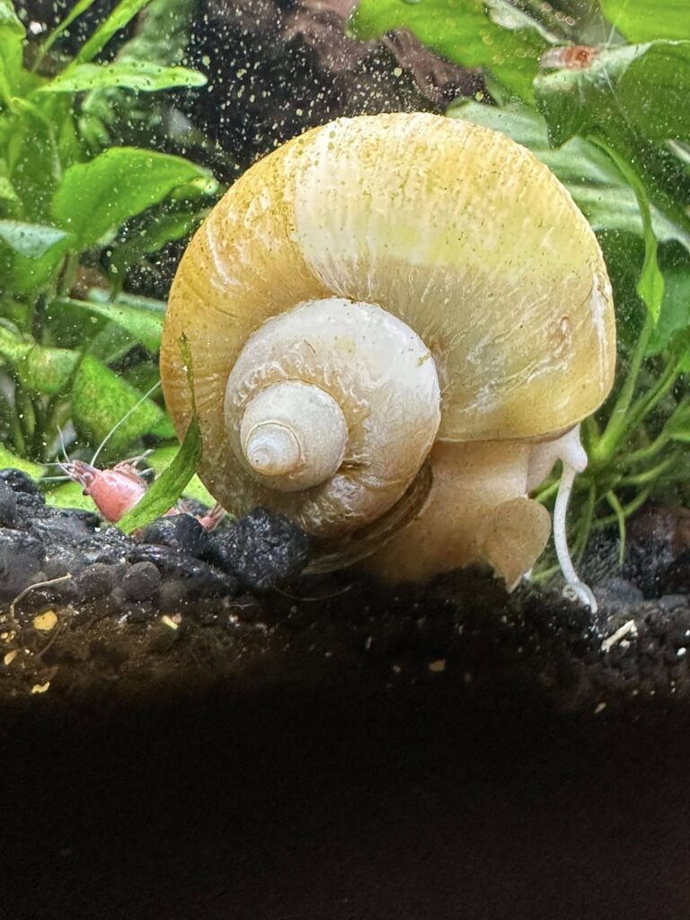Mystery snail shell turning white