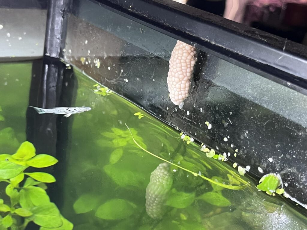 Fertile mystery snail eggs