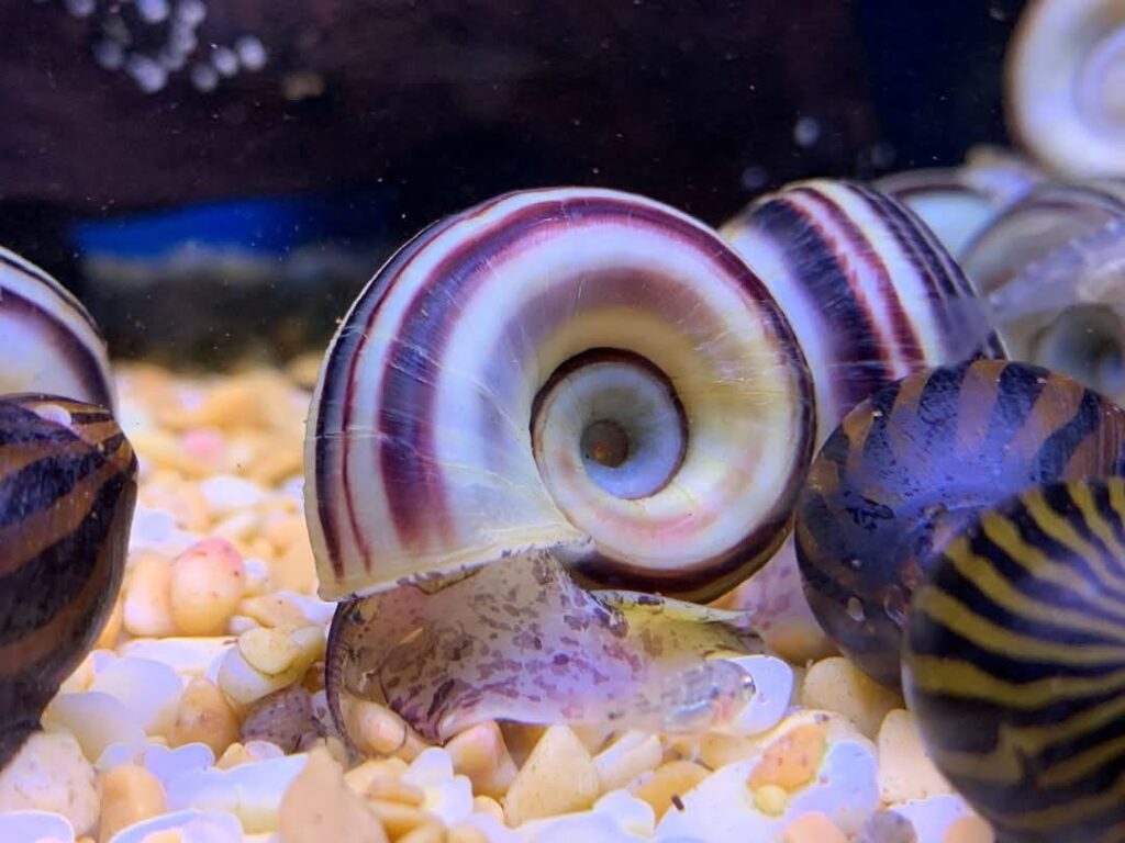 Mystery snail food