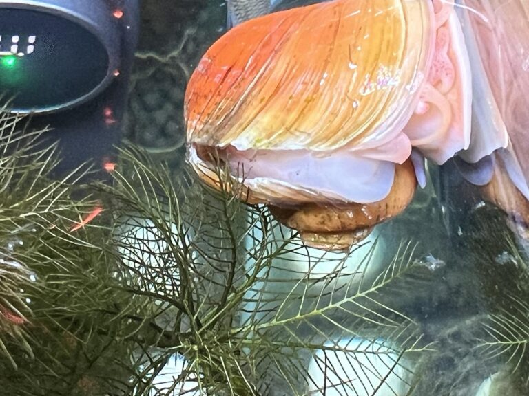 Weaker Shells Mystery Snail Shell Cracked: What to Do – Little Reverie