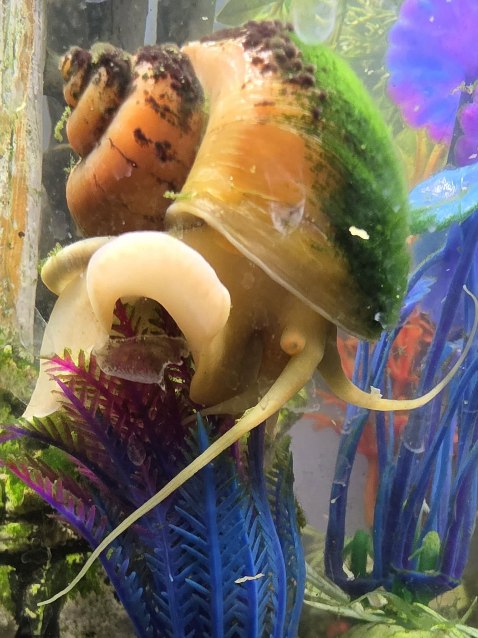 Calcium for Mystery Snails: Benefits and Sources - Little Reverie