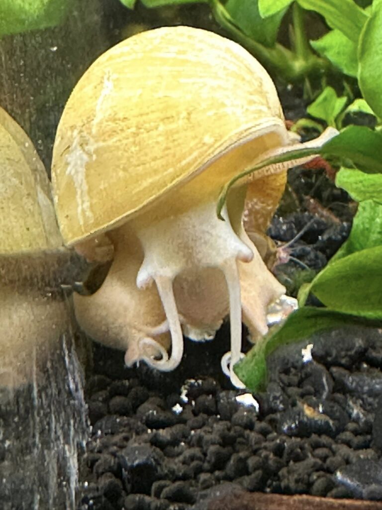 Mystery snail changing color