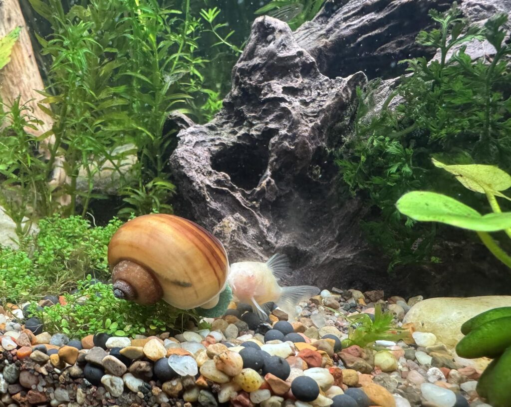 Tank setup for mystery snail