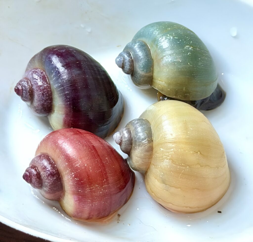 Mystery snail colors
