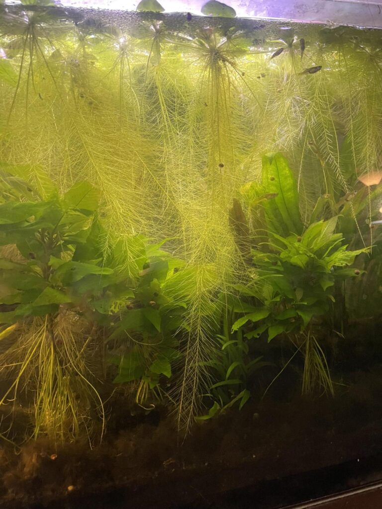 Water lettuce in aquarium