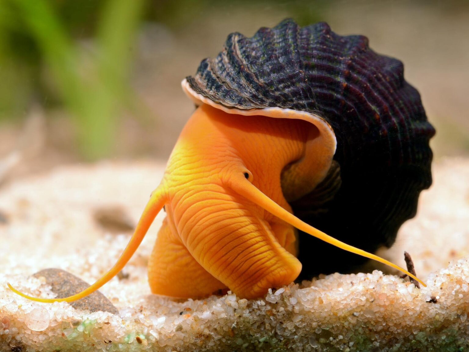 Understanding Rabbit Snail: Types, Size, Diet, and Tank Setup – Little ...