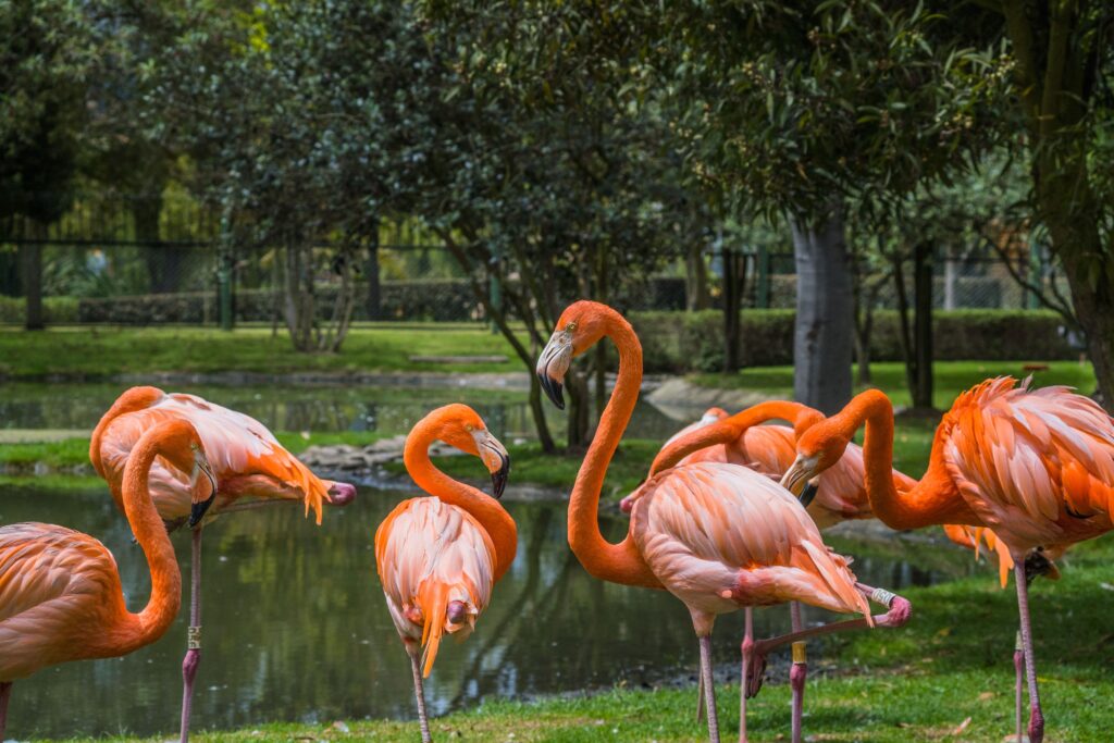 American Flamingo