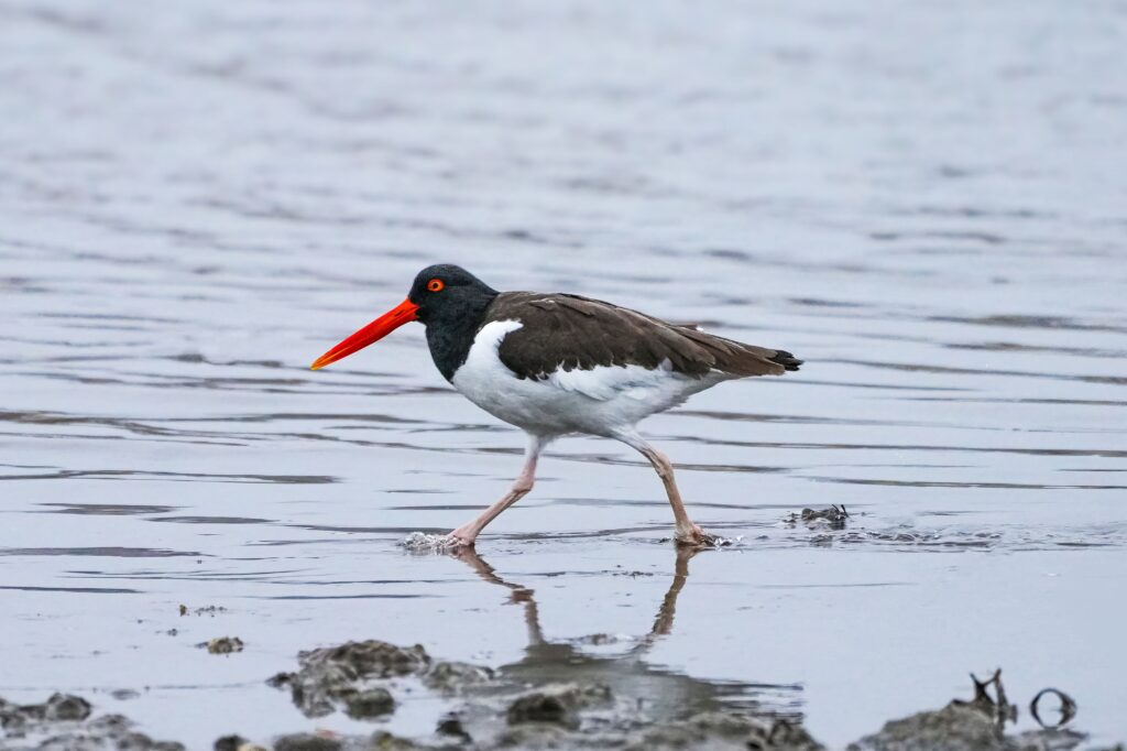 American Oystercatcher