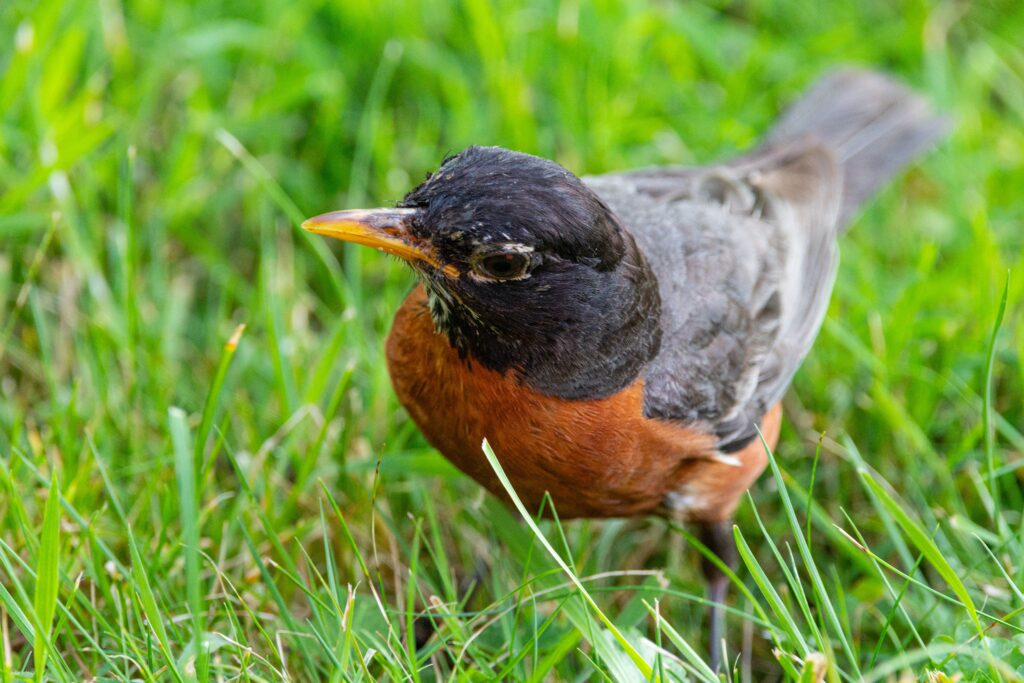 American Robin