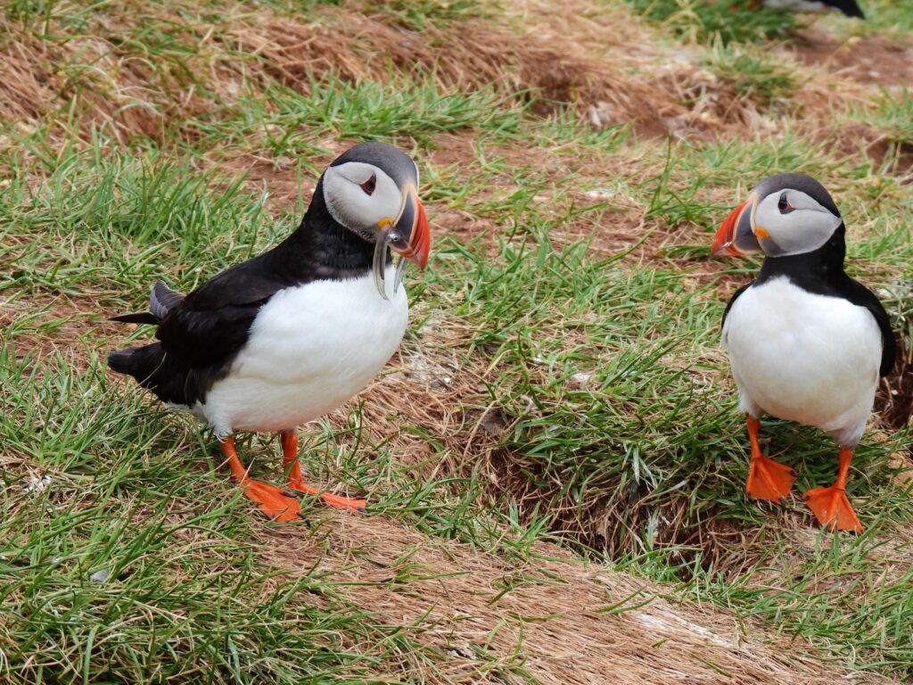 Atlantic Puffin