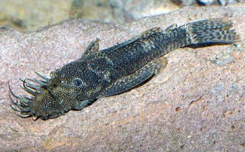 Bristlenose Pleco