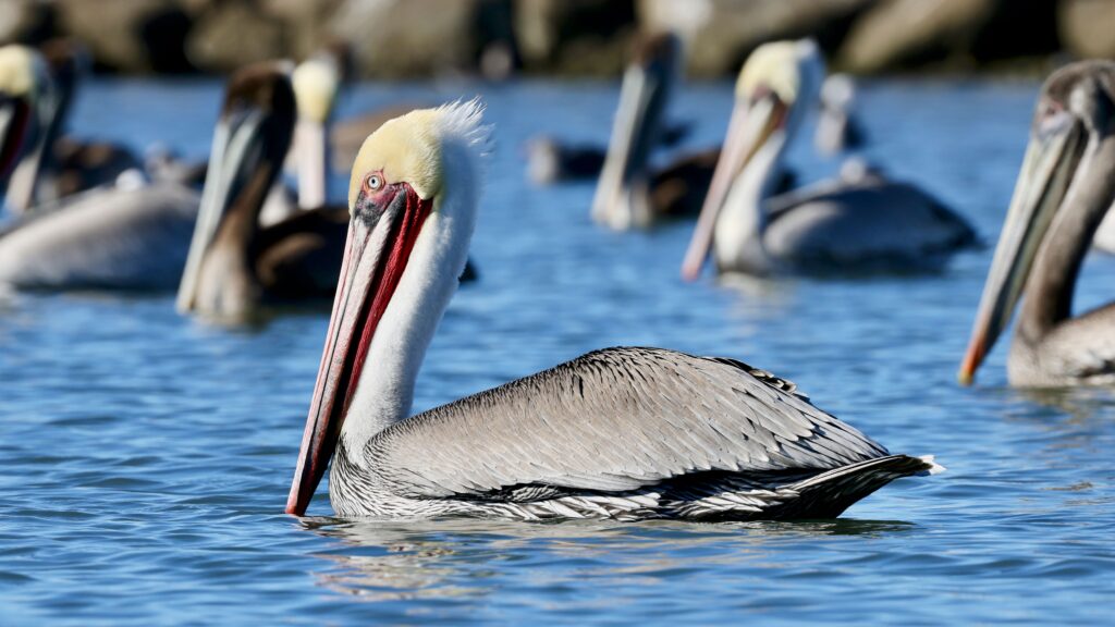 Brown Pelican