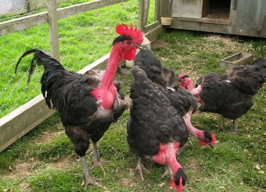 Chicken With No Feathers on the Neck