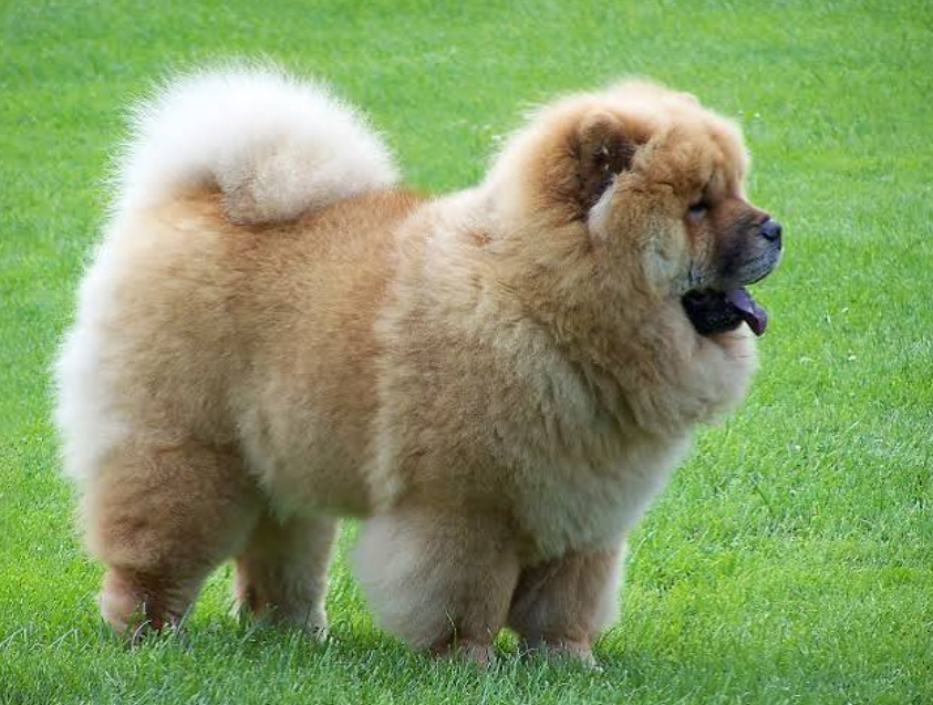 Chow chow