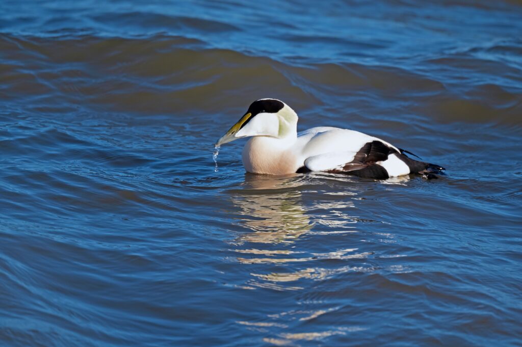 Common Eider