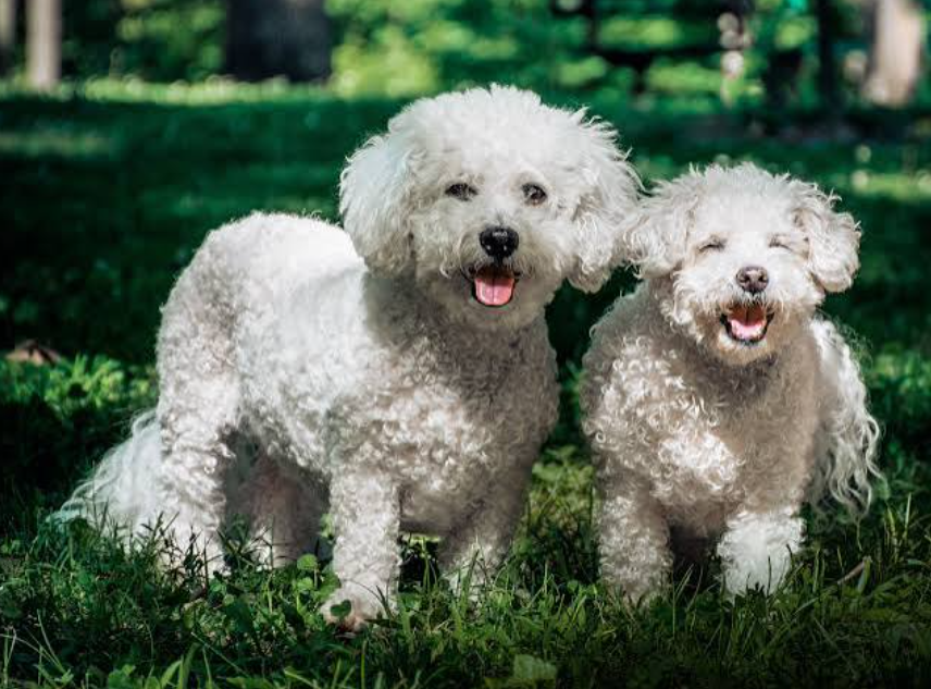 Dog Breeds With Curly Hair