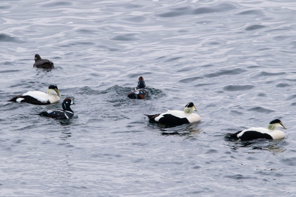 Different Duck Species