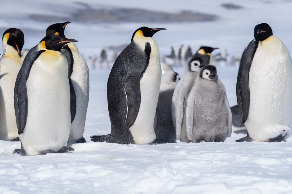 Emperor Penguins