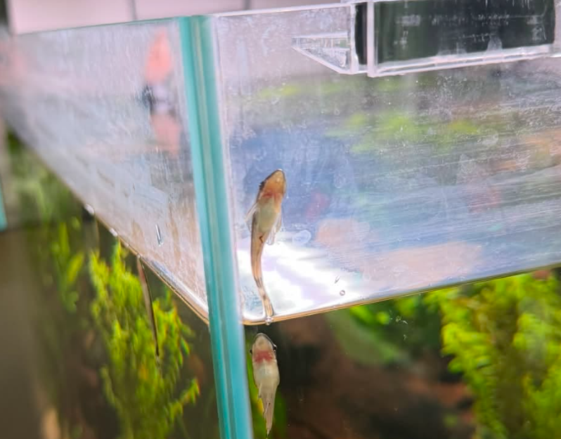 Film on Top of Fish Tank Water