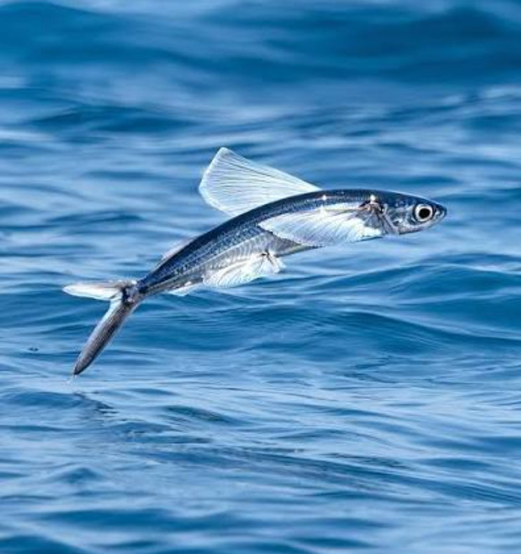Flying fish