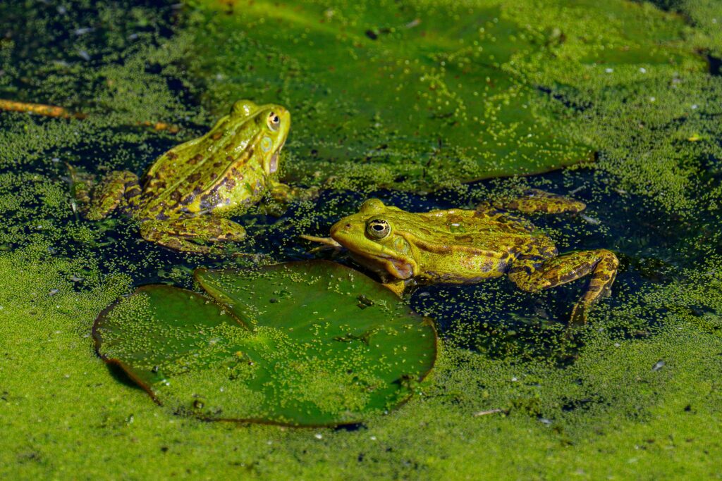Frogs for pets