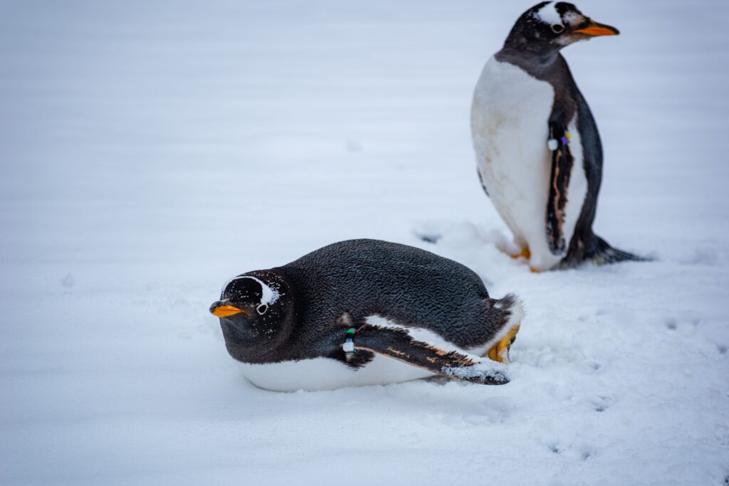 Gentoo Penguins