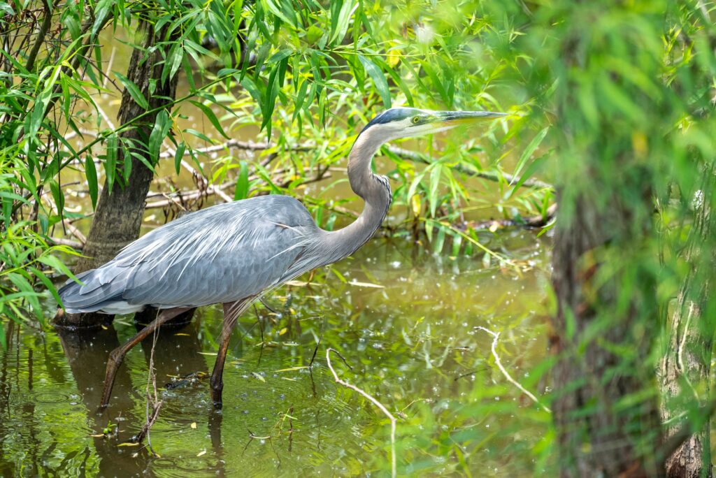 Great Blue Heron