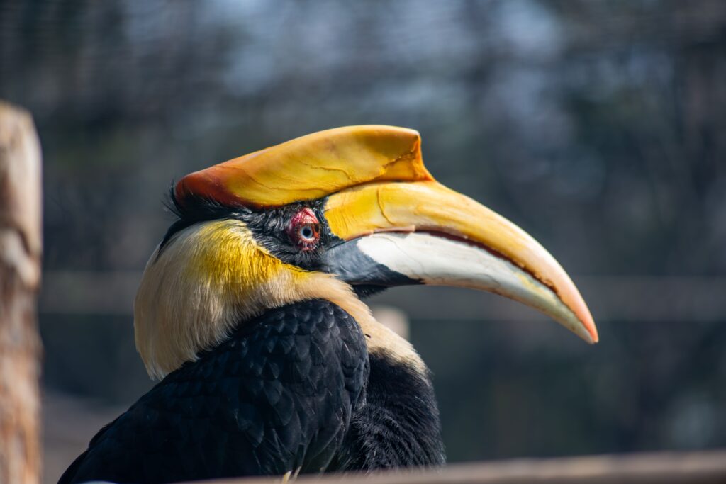 Great Hornbill