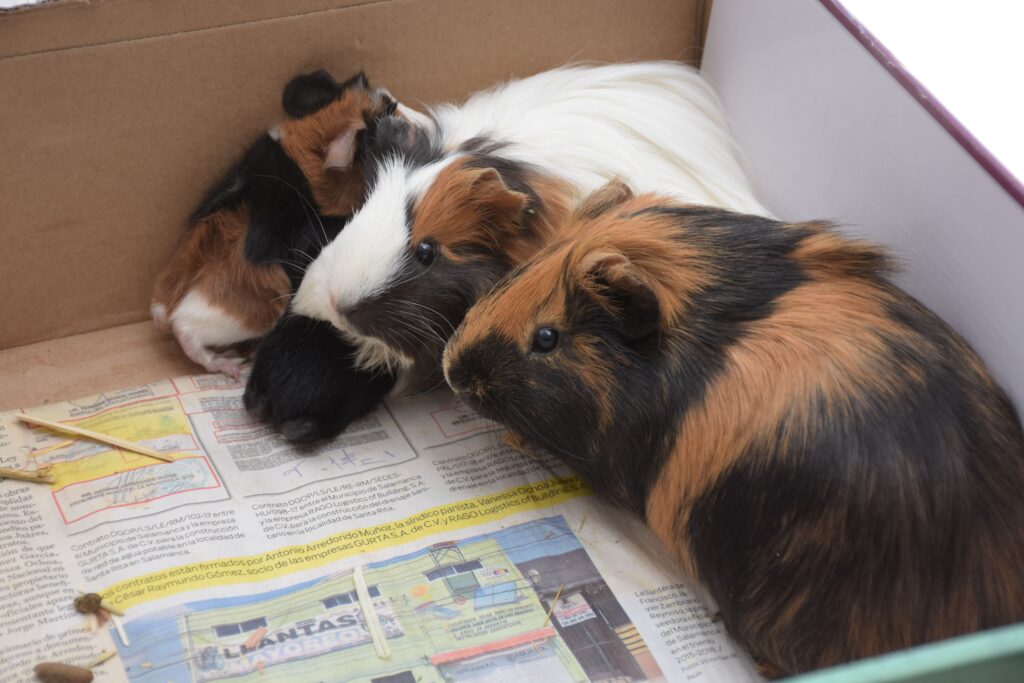Types of Guinea Pigs