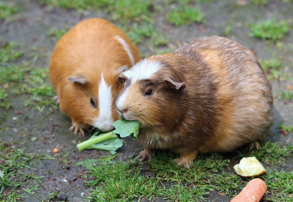 Guinea Pig Food Varieties