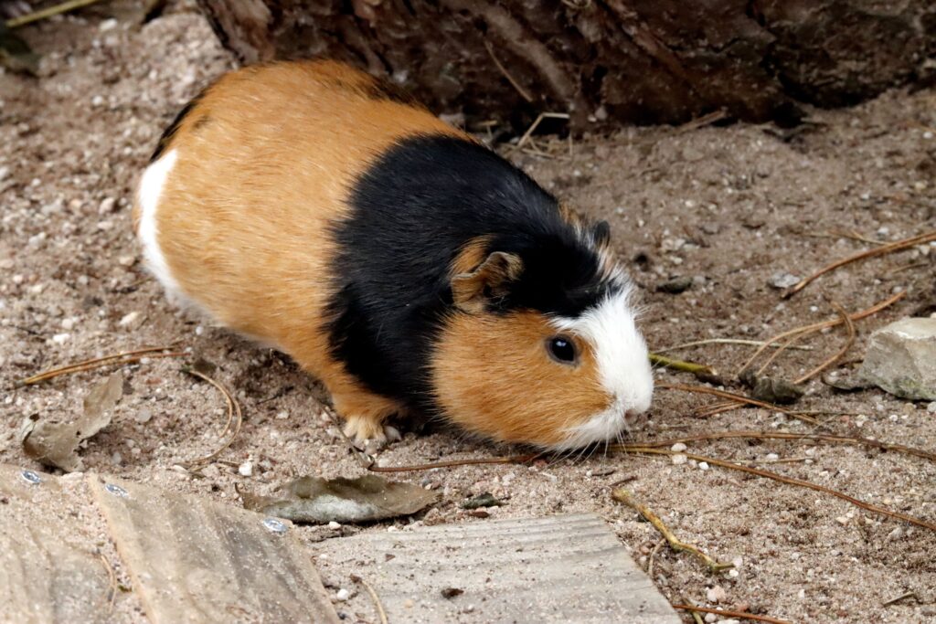 Guinea Pig