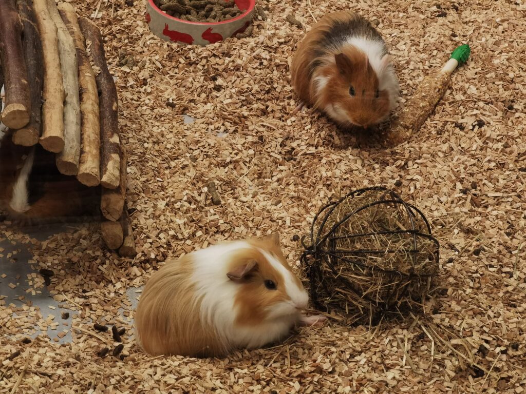 Guinea pigs