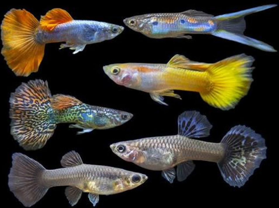 Types of guppies