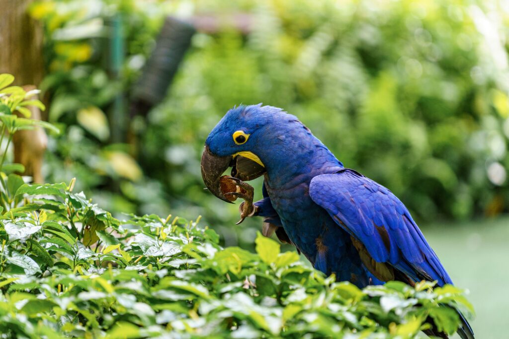 Hyacinth Macaw