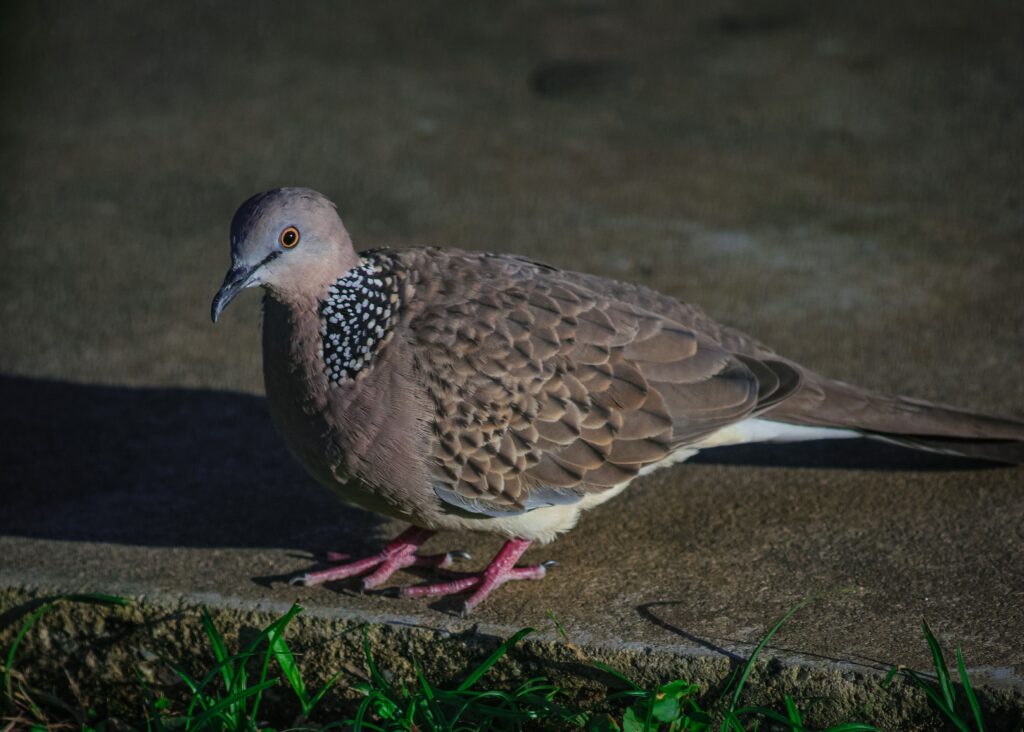 Inca Dove