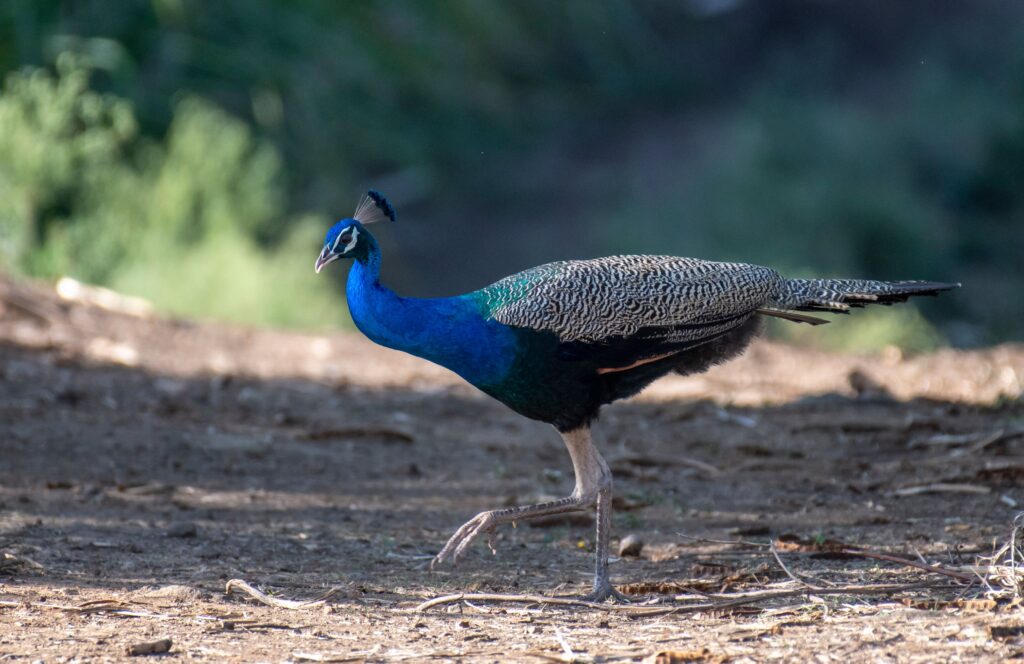 Indian Peafowl 