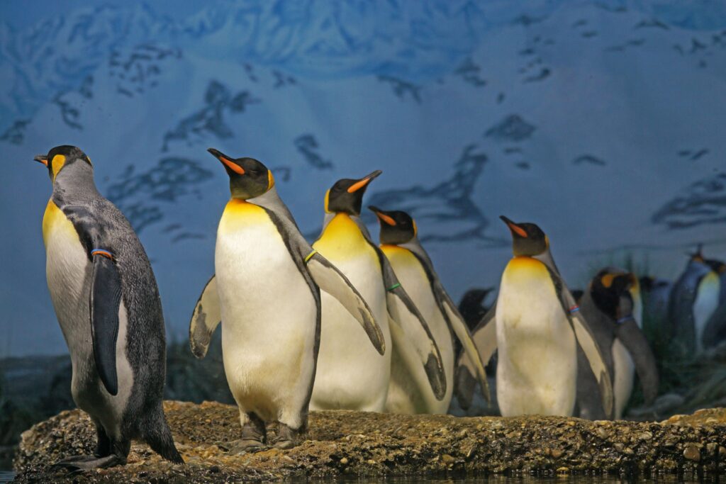 King Penguins
