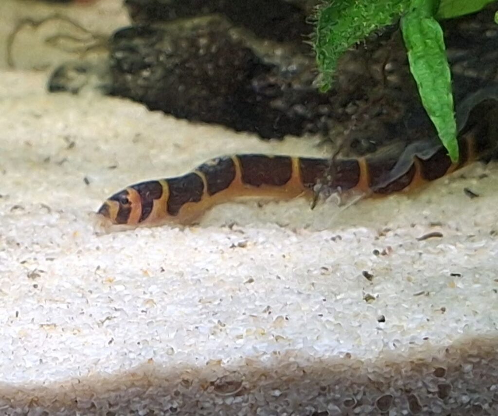 Kuhli loach