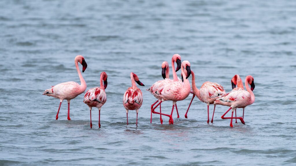 Lesser Flamingo