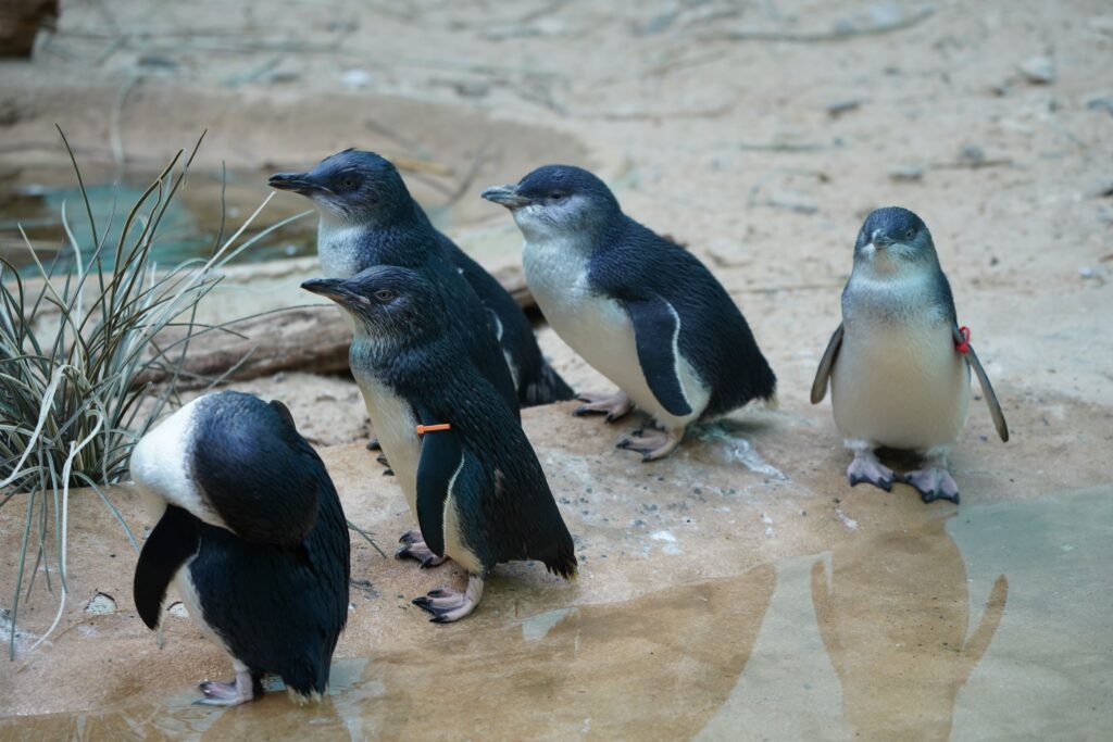 Little Penguins