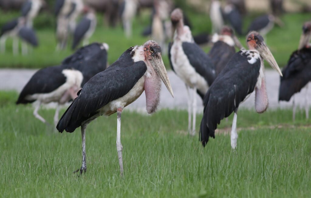 Marabou Stork