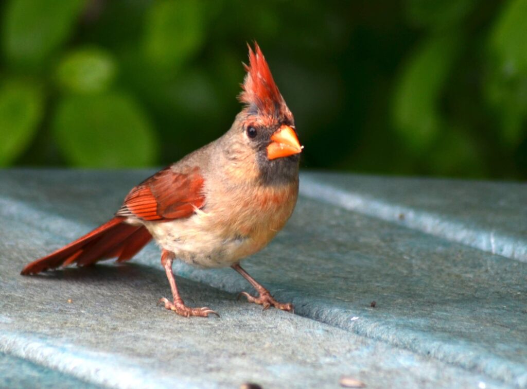 Northern Cardinal