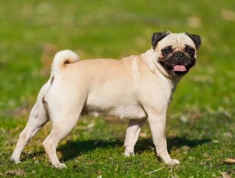 Pug