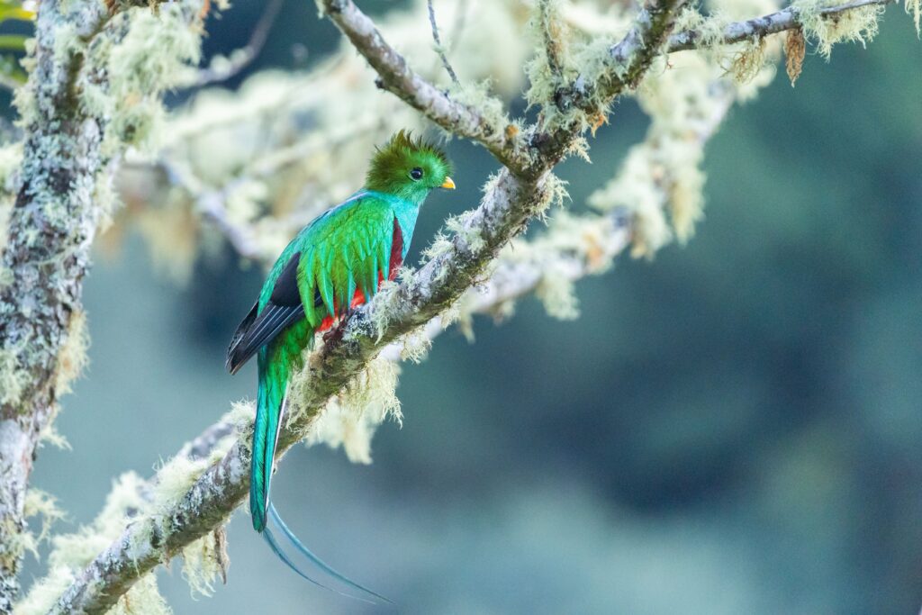 Resplendent Quetzal
