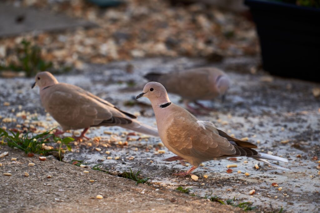 Ringneck Doves