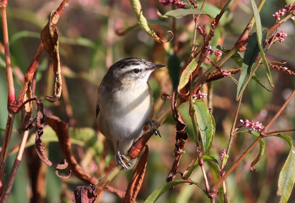 Sedge Warbler