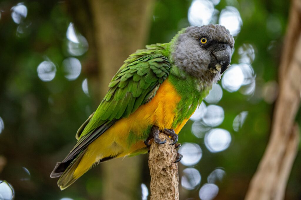 Senegal Parrot