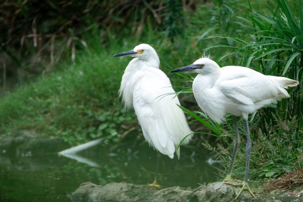 Snowy Egret