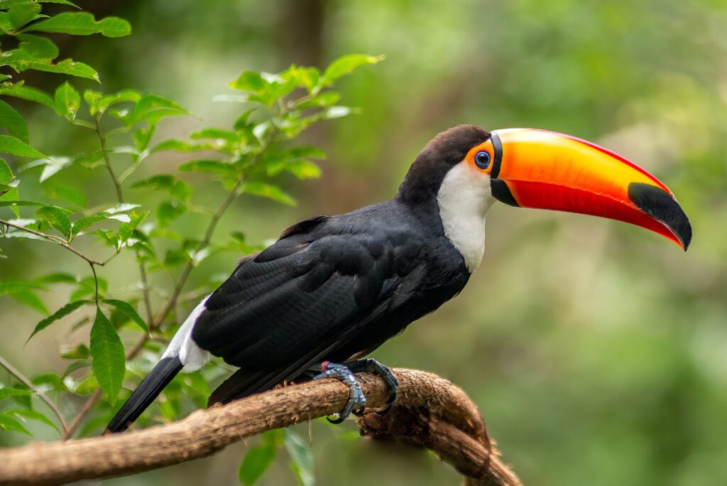 Toco Toucan